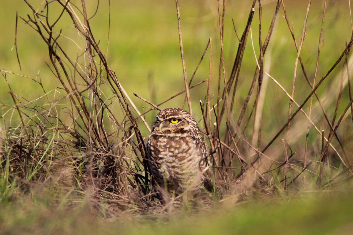 Burrowing Owl - ML621722761