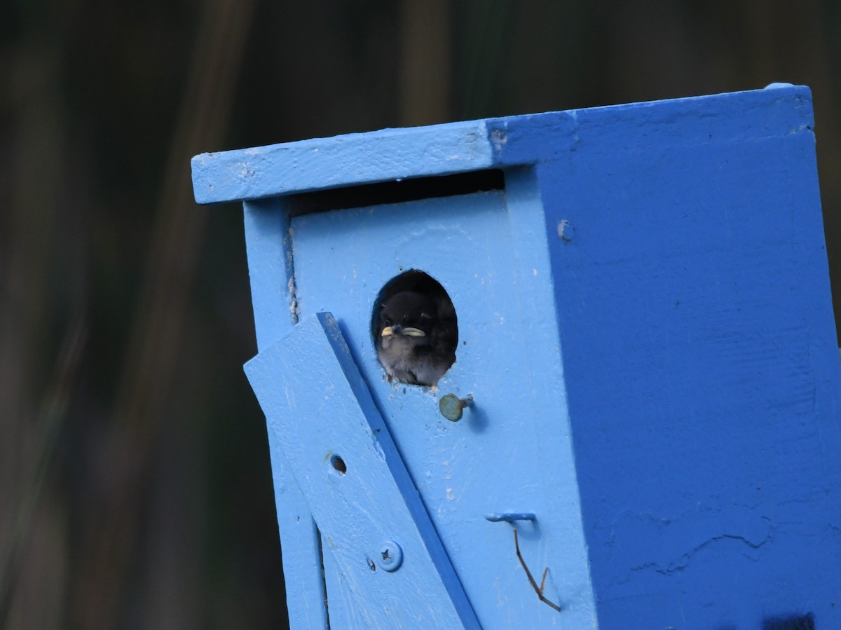 Tree Swallow - ML621722798