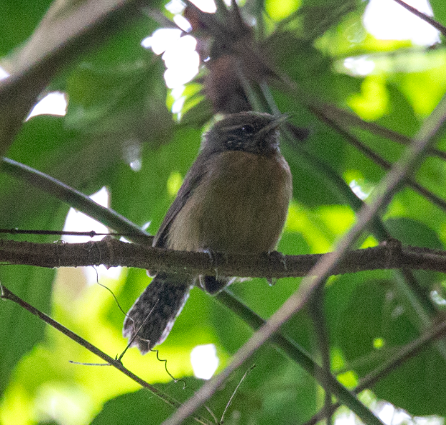 Rufous-breasted Wren - ML621722820