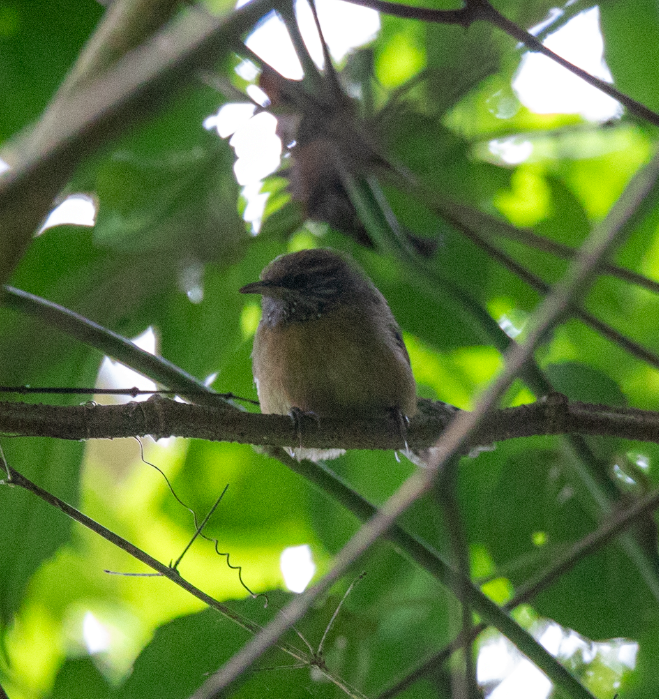 Rufous-breasted Wren - ML621722821