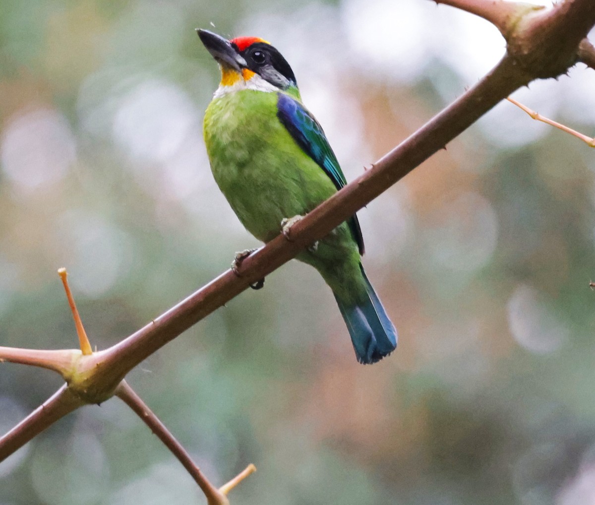 Golden-throated Barbet - VandB Moore