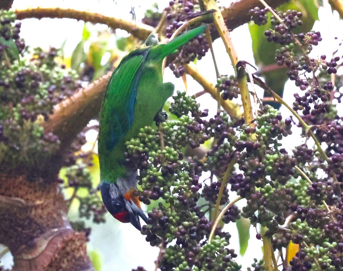 Golden-throated Barbet - VandB Moore