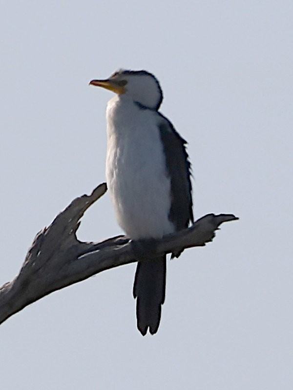 Little Pied Cormorant - ML621723000