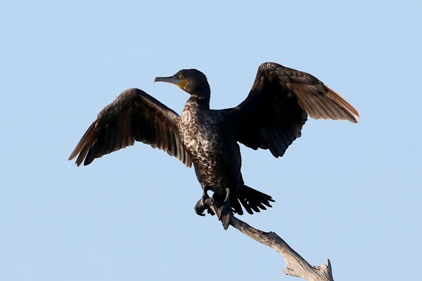 Great Cormorant (Australasian) - ML621723006