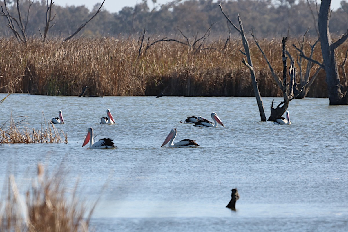Australian Pelican - ML621723011