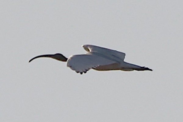 Australian Ibis - ML621723016