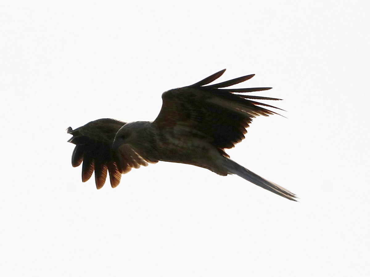 Whistling Kite - ML621723052
