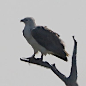 White-bellied Sea-Eagle - ML621723057