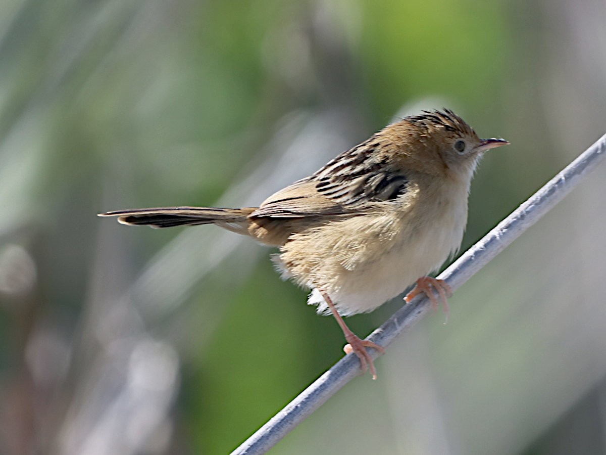 Golden-headed Cisticola - ML621723068