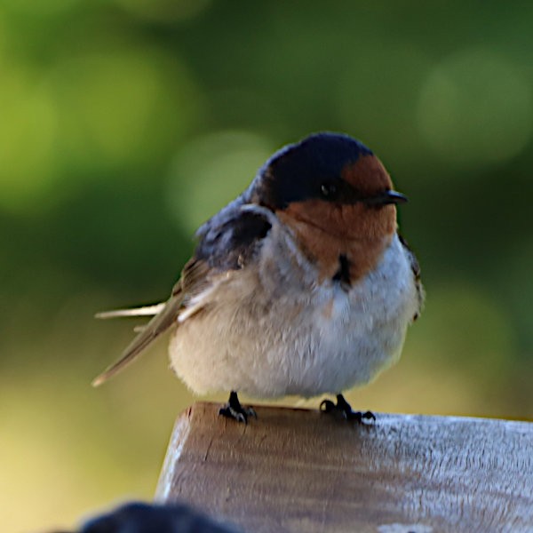 Welcome Swallow - ML621723072