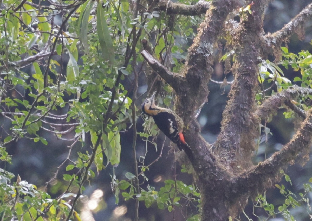 Darjeeling Woodpecker - ML621723108