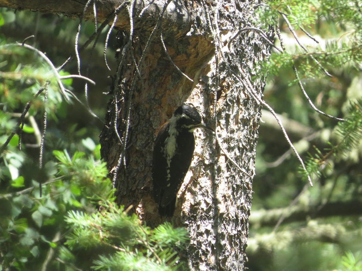 American Three-toed Woodpecker - ML621723109