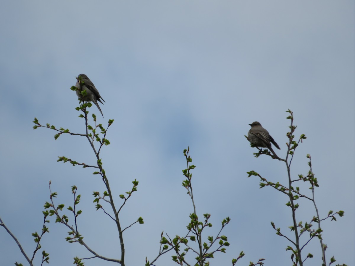 Townsend's Solitaire - Avery Blumenthal