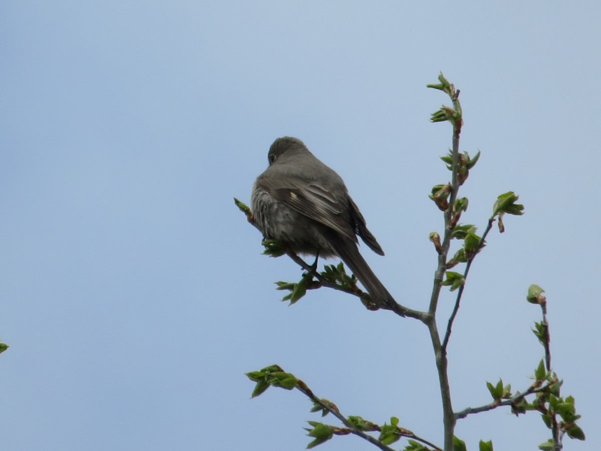 Townsend's Solitaire - ML621723124