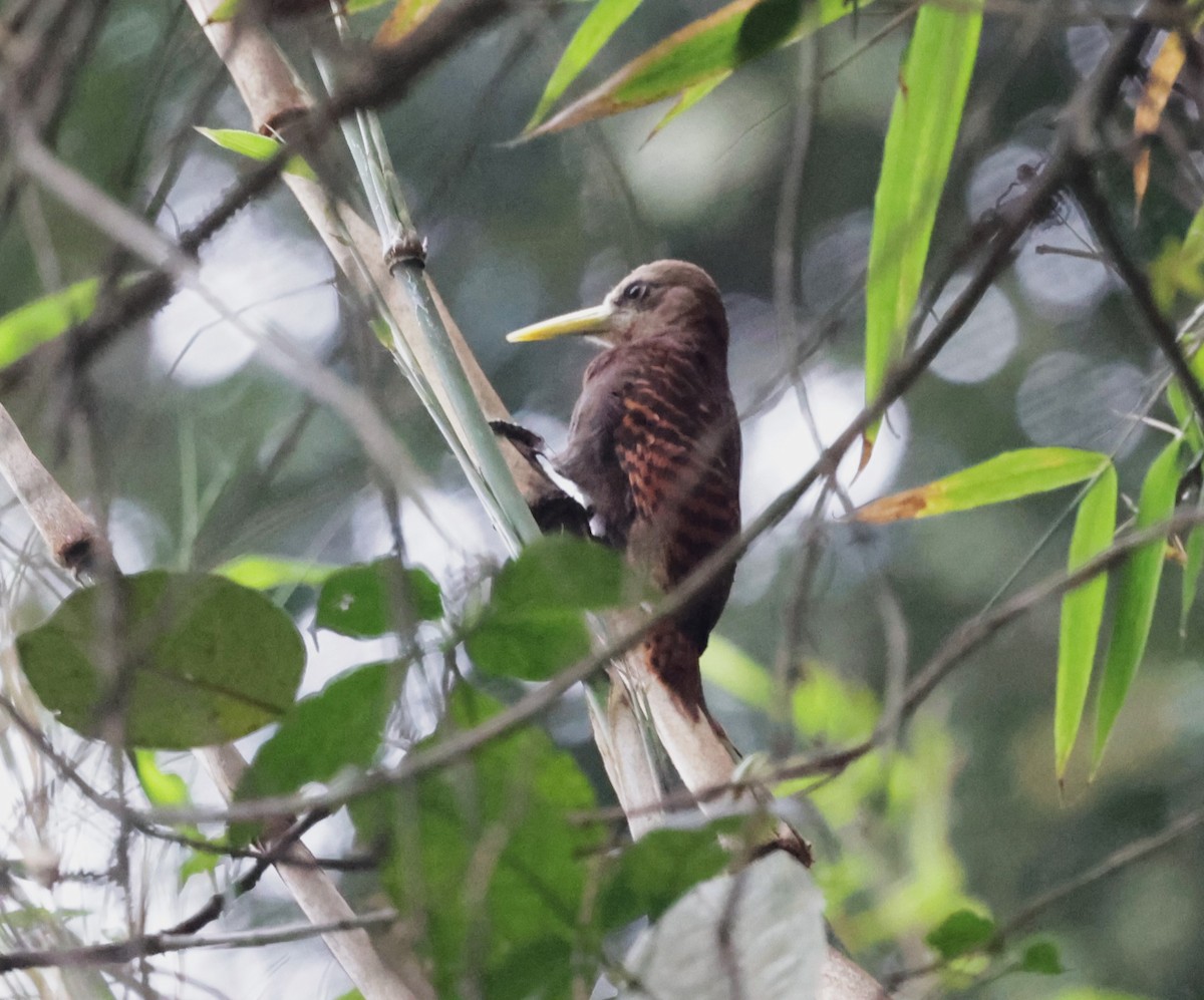 Bay Woodpecker - ML621723136