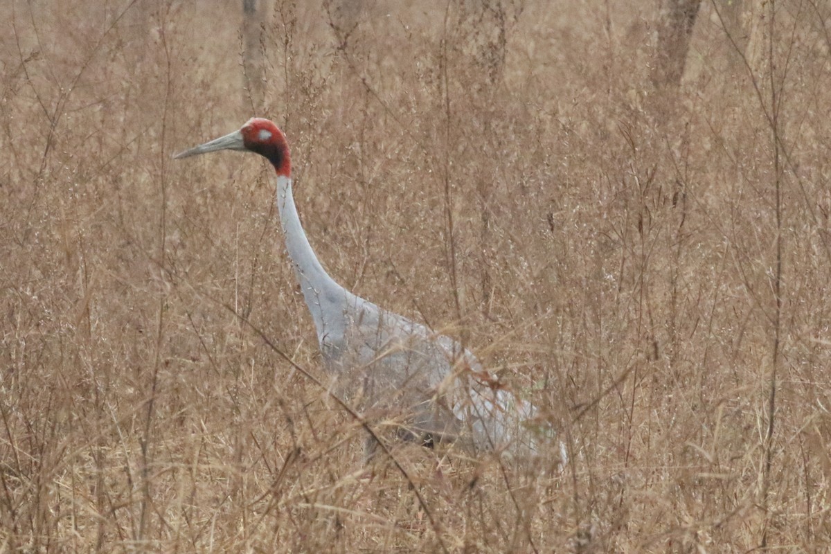 Sarus Crane - ML621723143