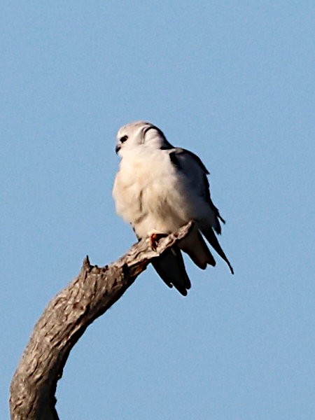 Black-shouldered Kite - ML621723145