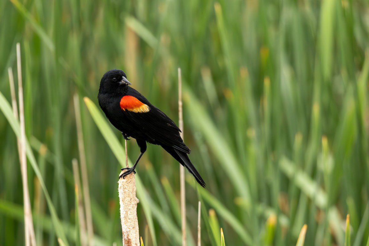 Red-winged Blackbird - Caleb Stewart