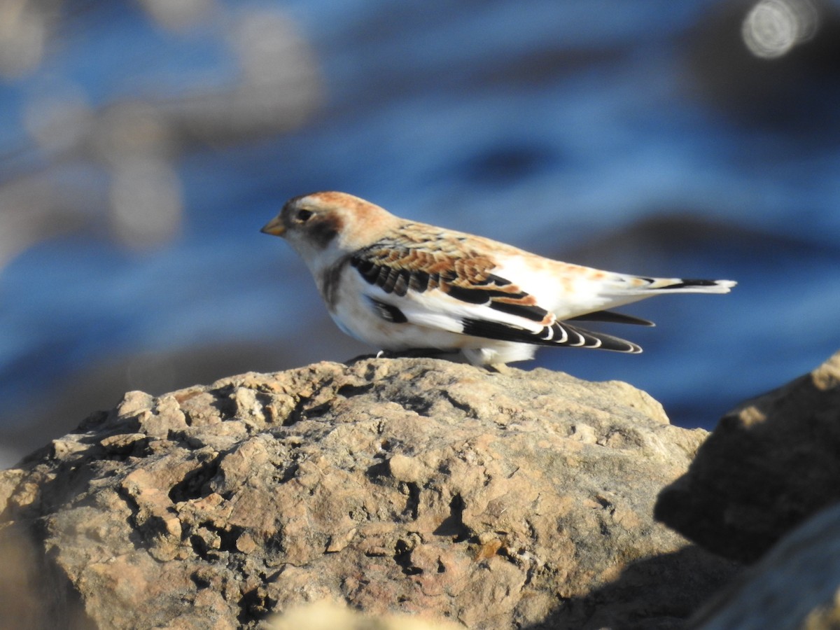 Snow Bunting - ML621723213