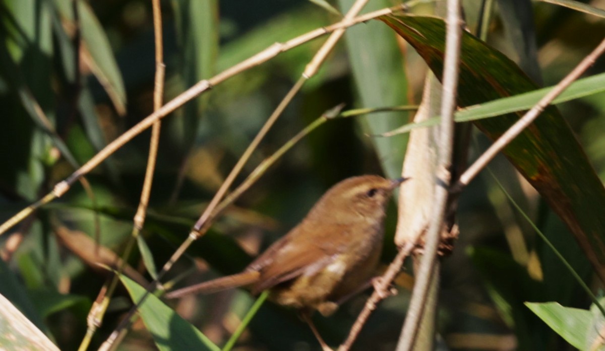 Brownish-flanked Bush Warbler - ML621723224