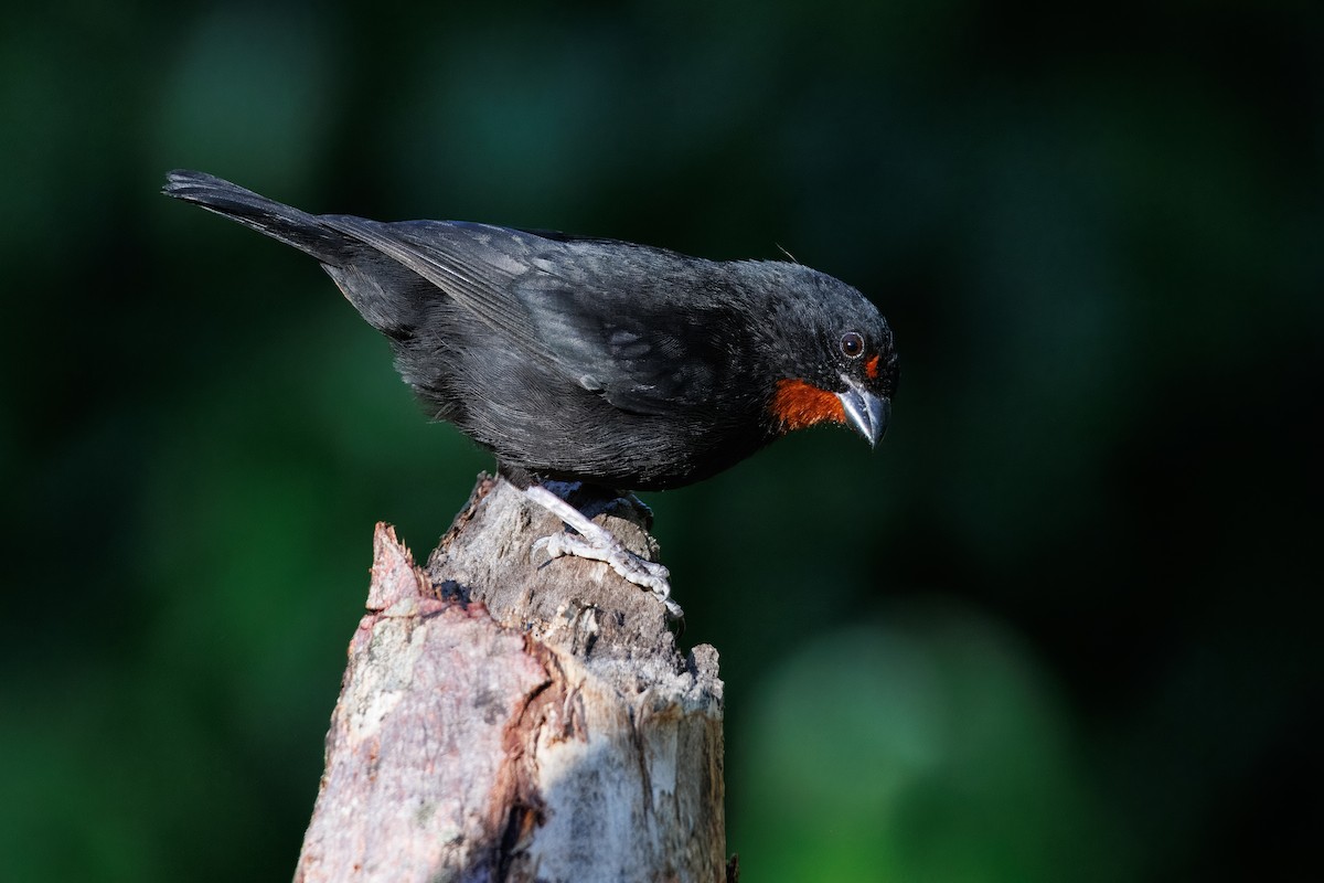 Lesser Antillean Bullfinch - Ethan Denton