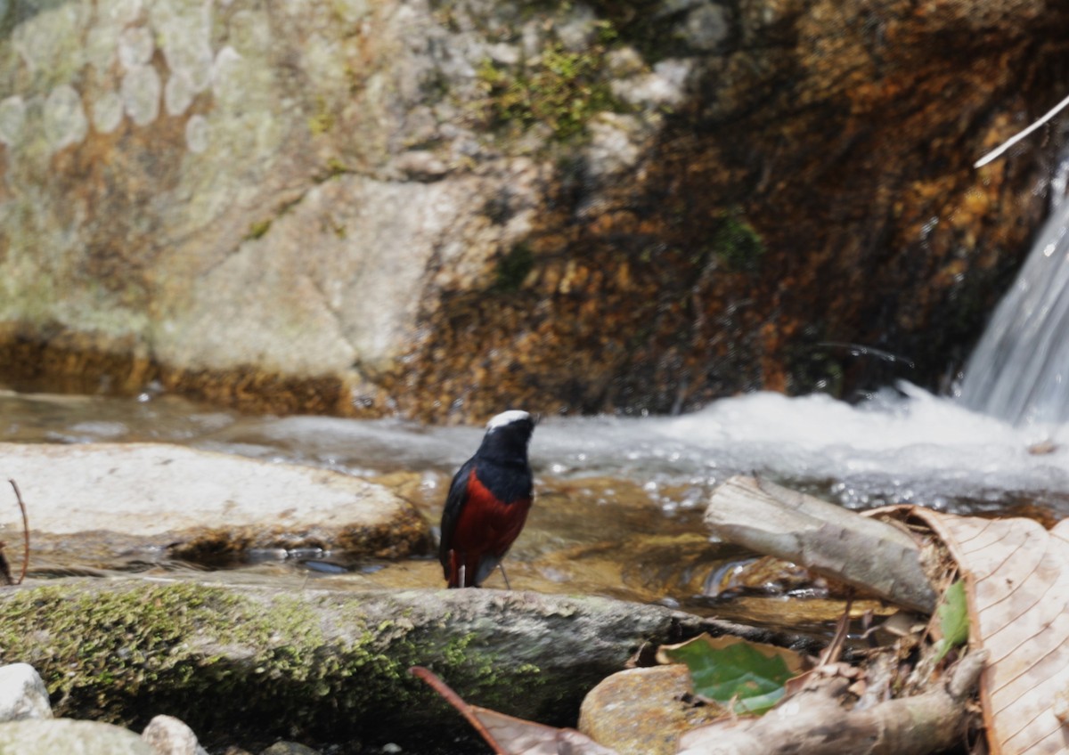 White-capped Redstart - ML621723282