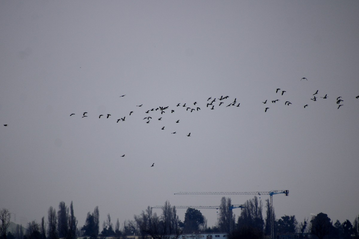 Southern Lapwing - ML621723313