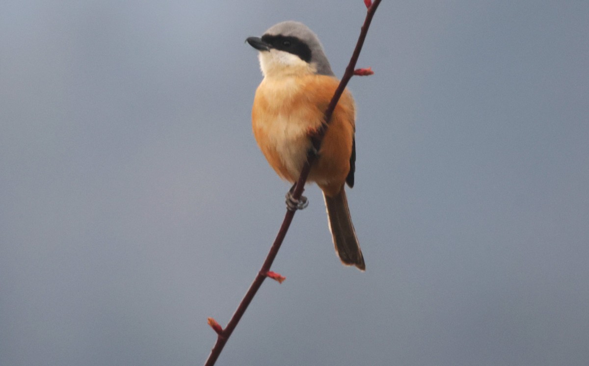 Gray-backed Shrike - ML621723331