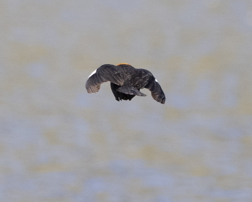 Yellow-headed Blackbird - ML621723332