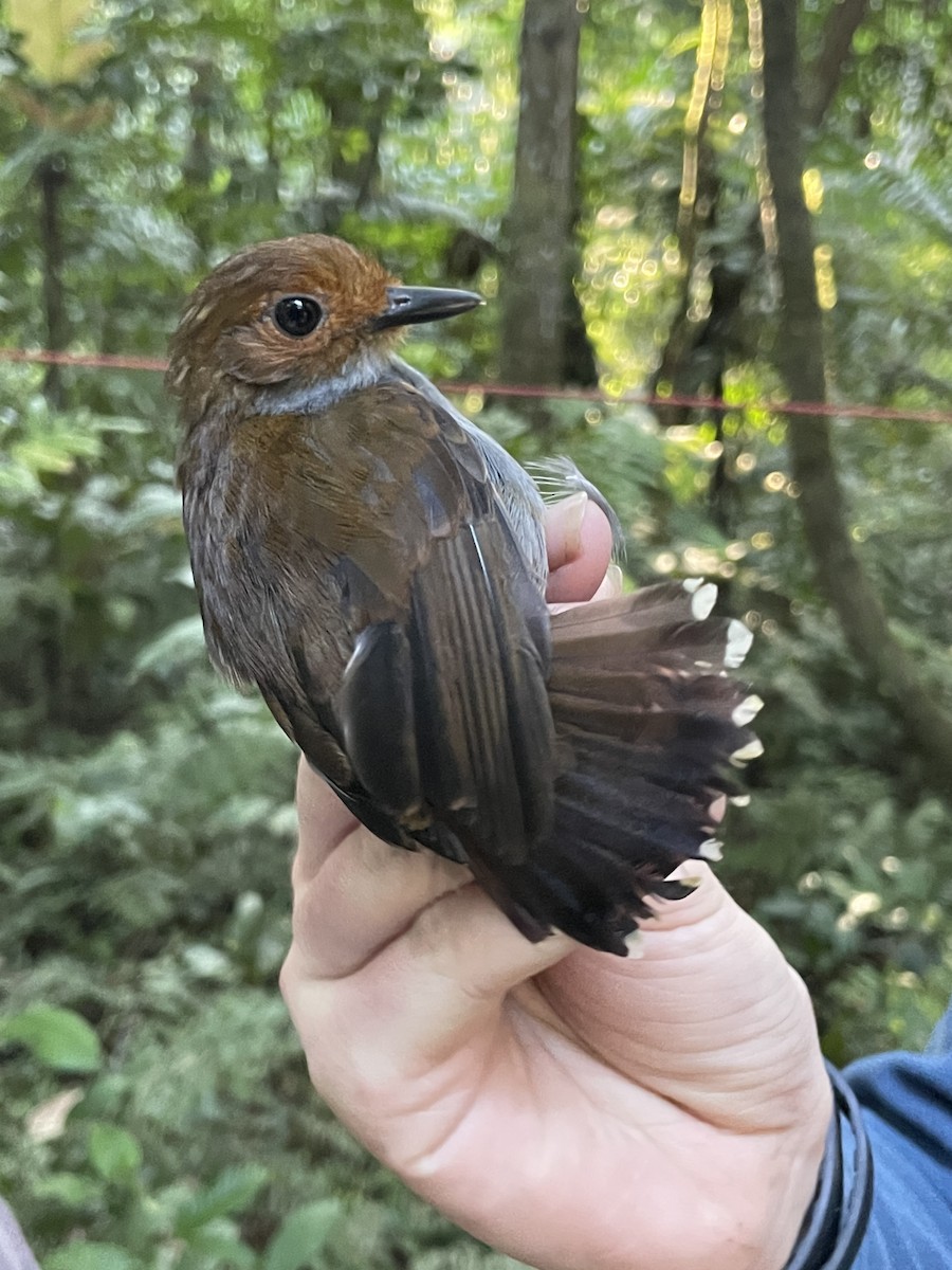 Common Scale-backed Antbird (Gray-breasted) - ML621723368