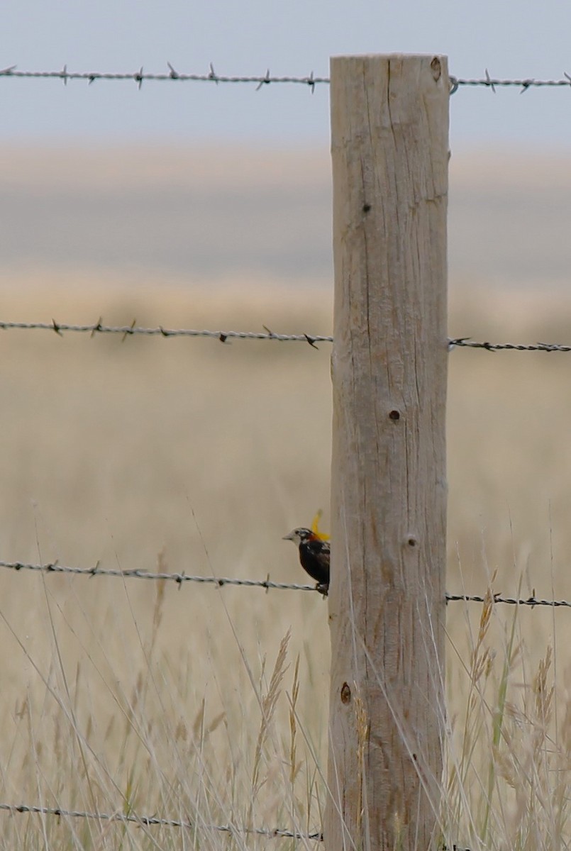 Chestnut-collared Longspur - ML621723389