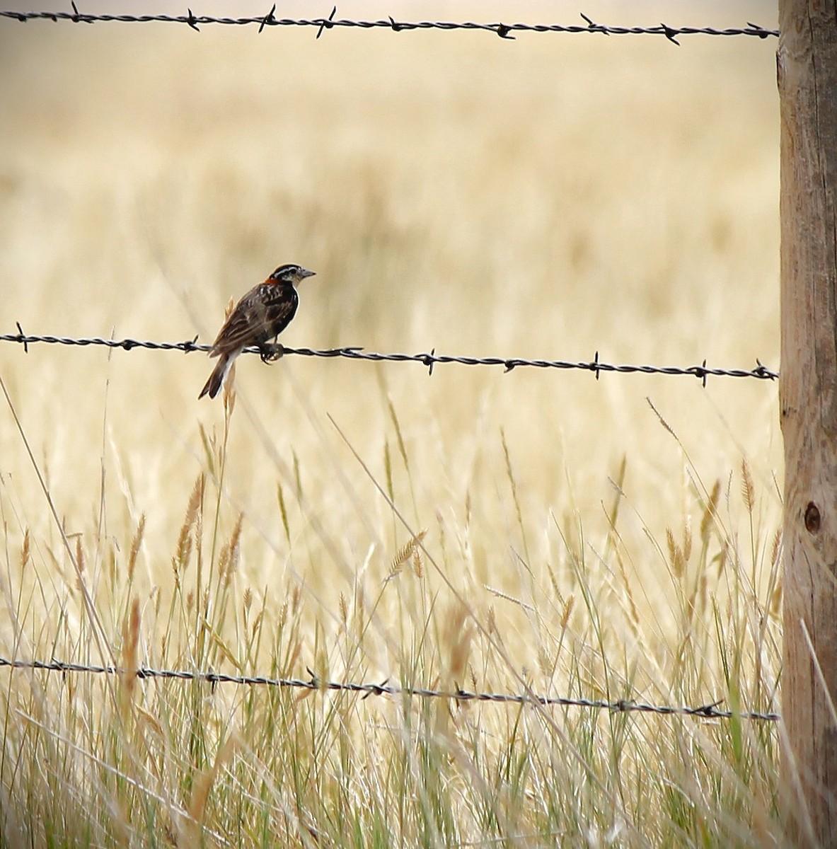 Chestnut-collared Longspur - ML621723390