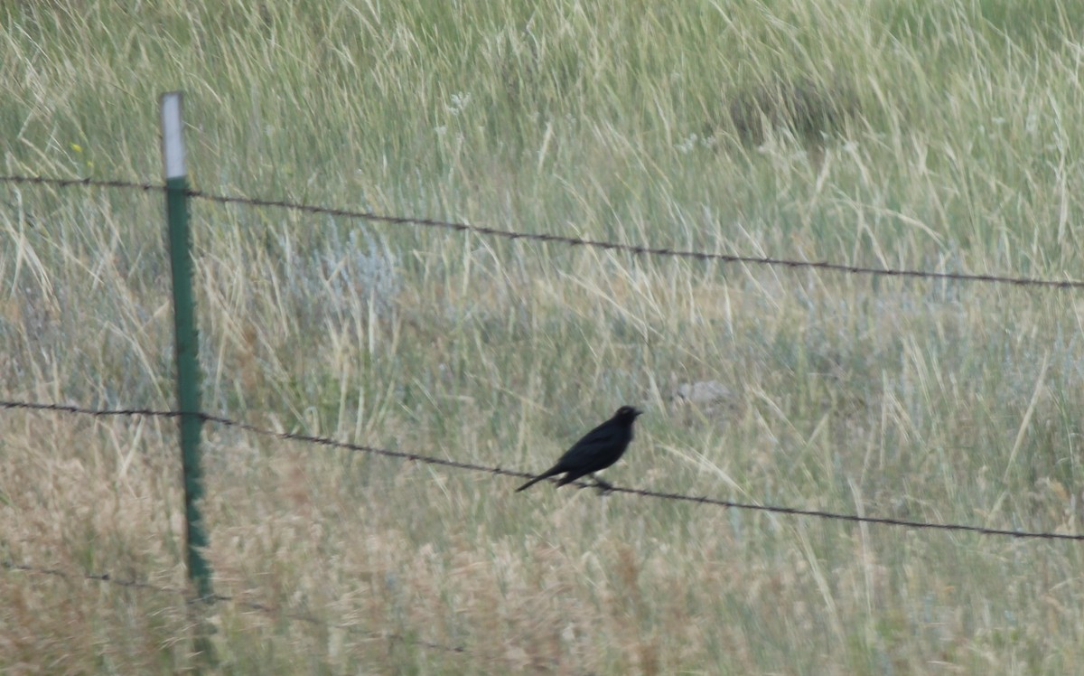 Brewer's Blackbird - ML621723411