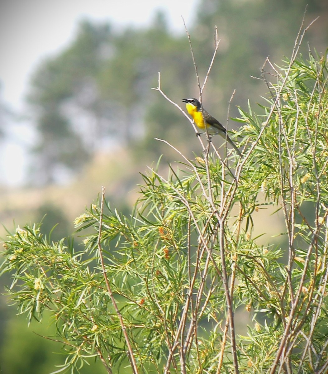 Yellow-breasted Chat - ML621723429
