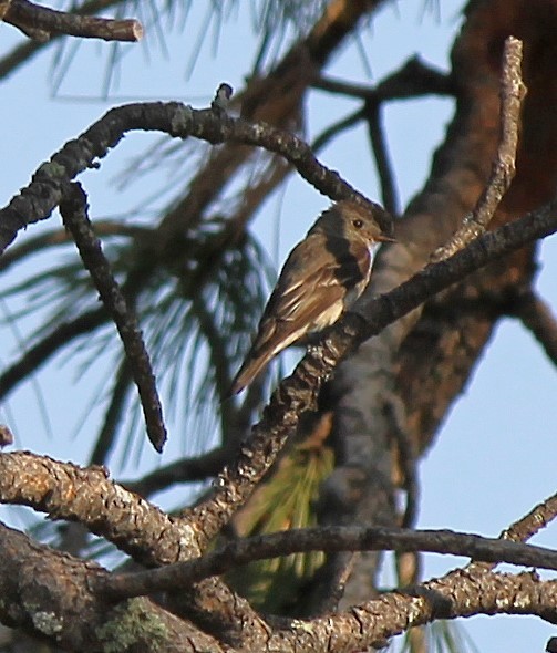 Western Wood-Pewee - ML621723456