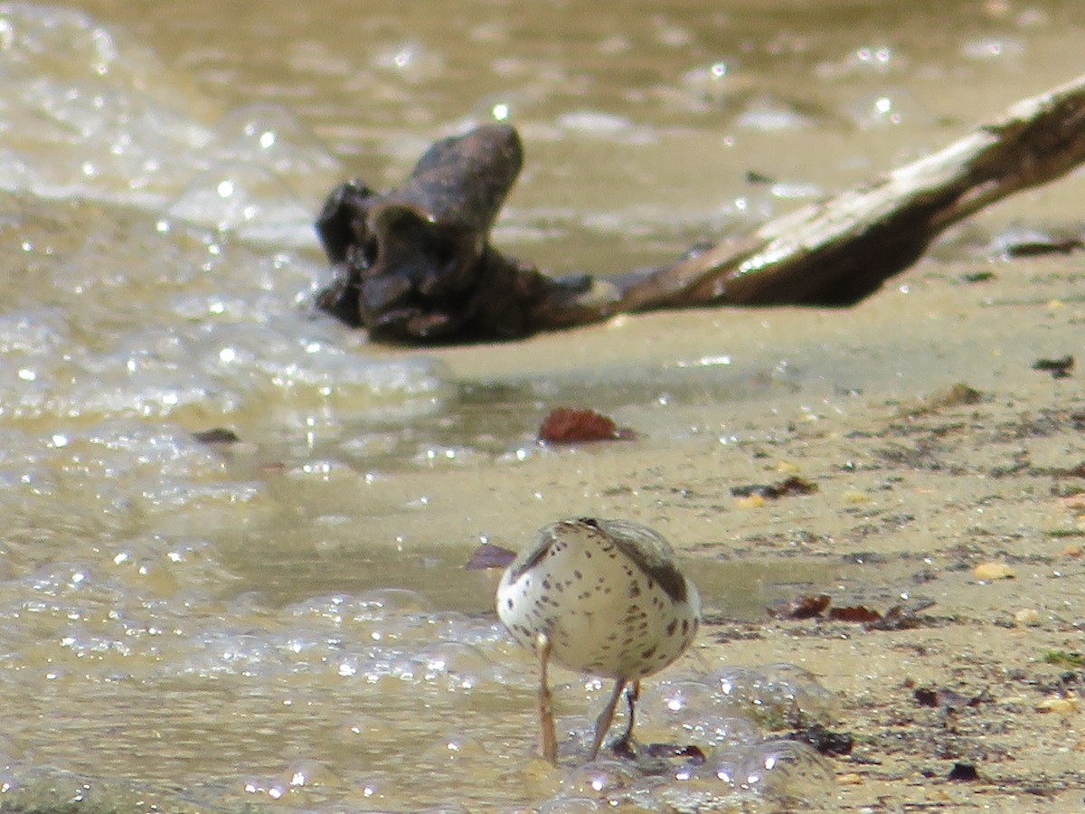 Spotted Sandpiper - ML621723466