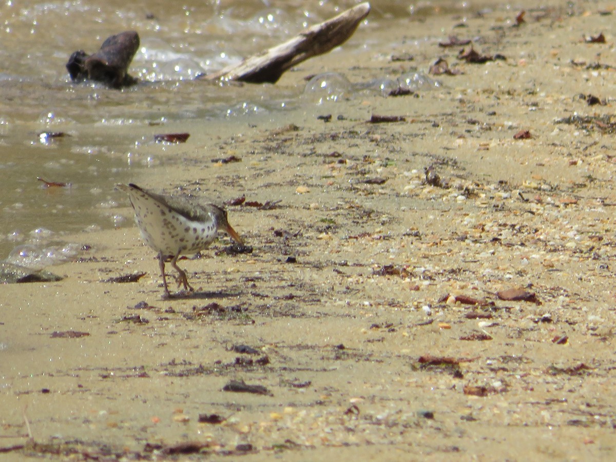 Spotted Sandpiper - ML621723467
