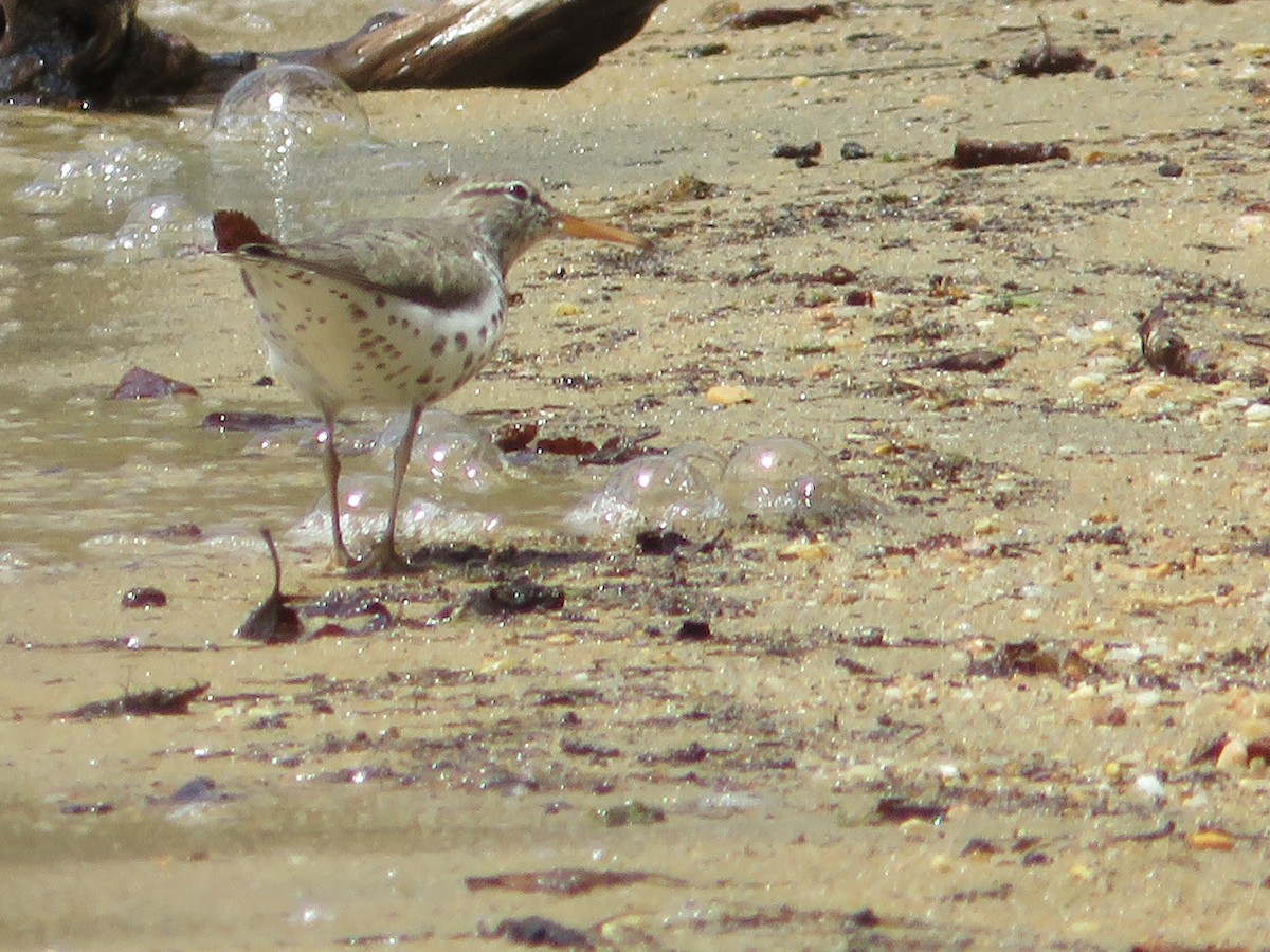 Spotted Sandpiper - ML621723468