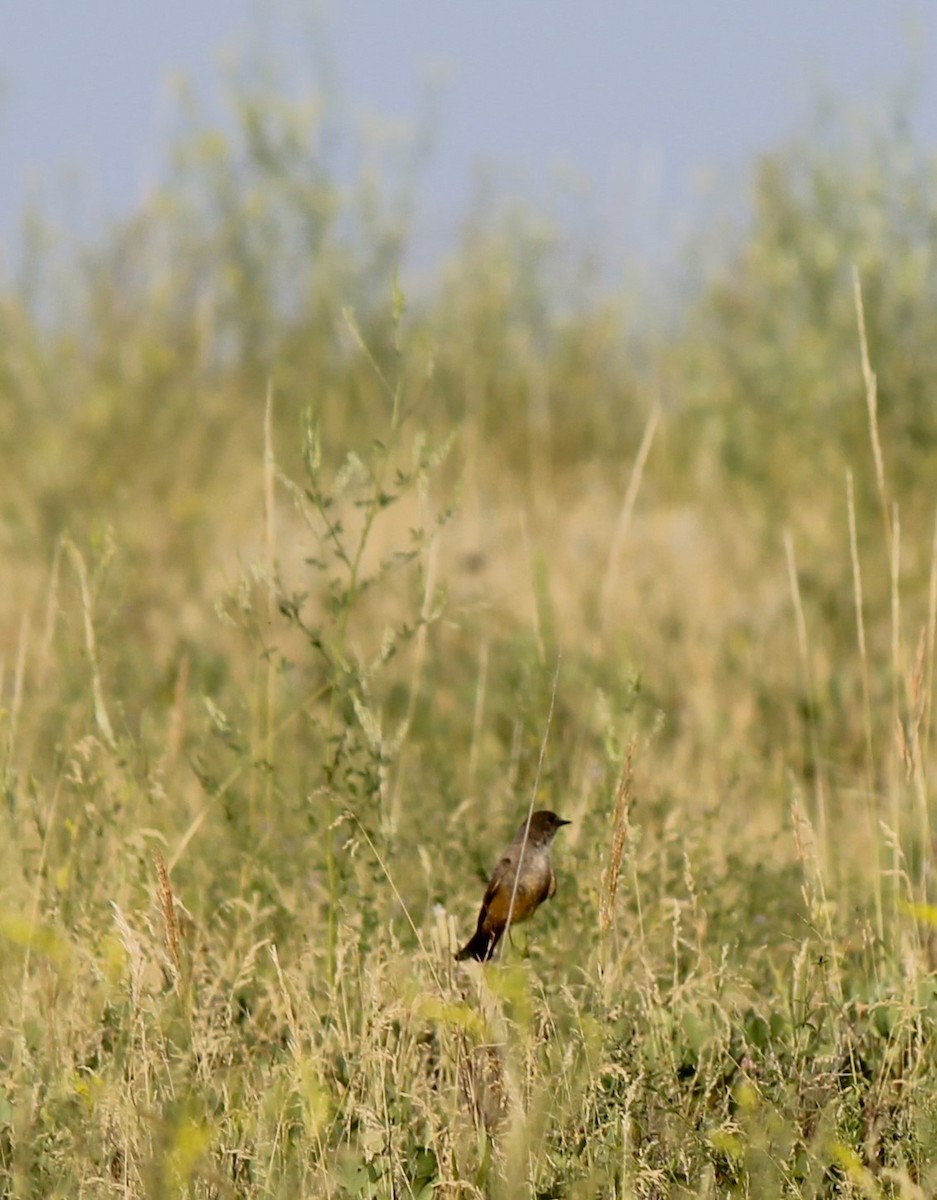 Say's Phoebe - ML621723469