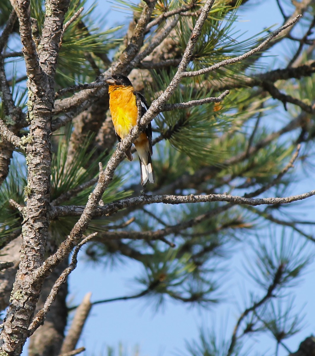 Black-headed Grosbeak - ML621723486