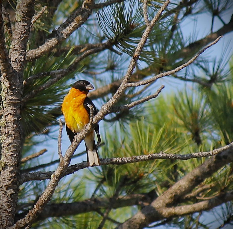Black-headed Grosbeak - ML621723487