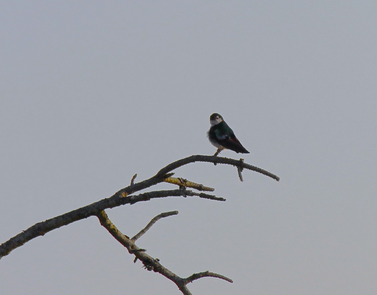 Violet-green Swallow - ML621723599