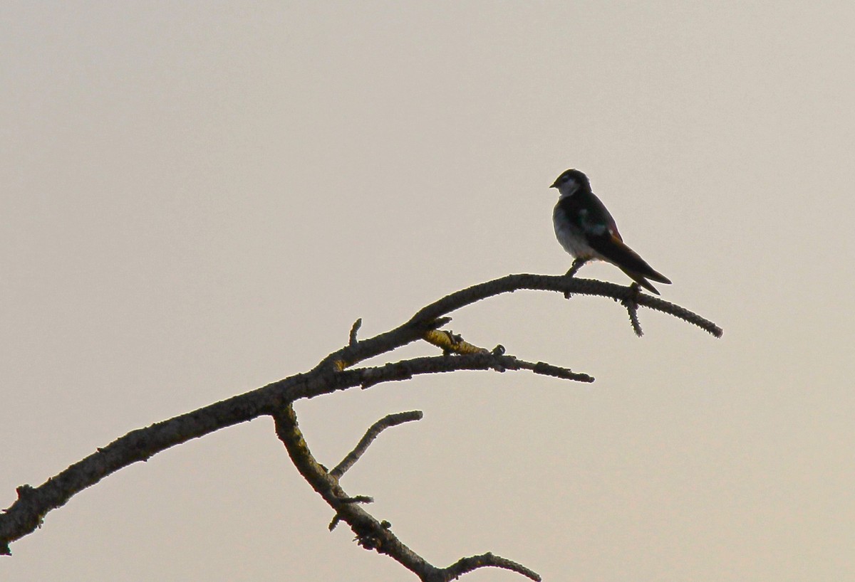 Violet-green Swallow - ML621723601