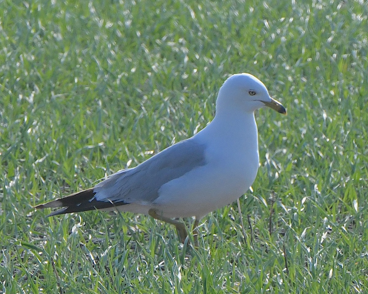 Ring-billed Gull - ML621723615