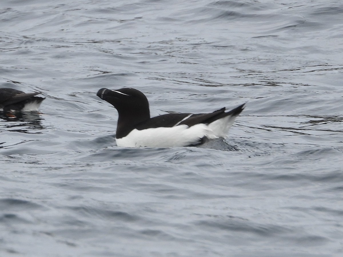 Razorbill - ML621723626