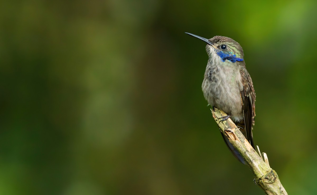 Brown Violetear - ML621723710