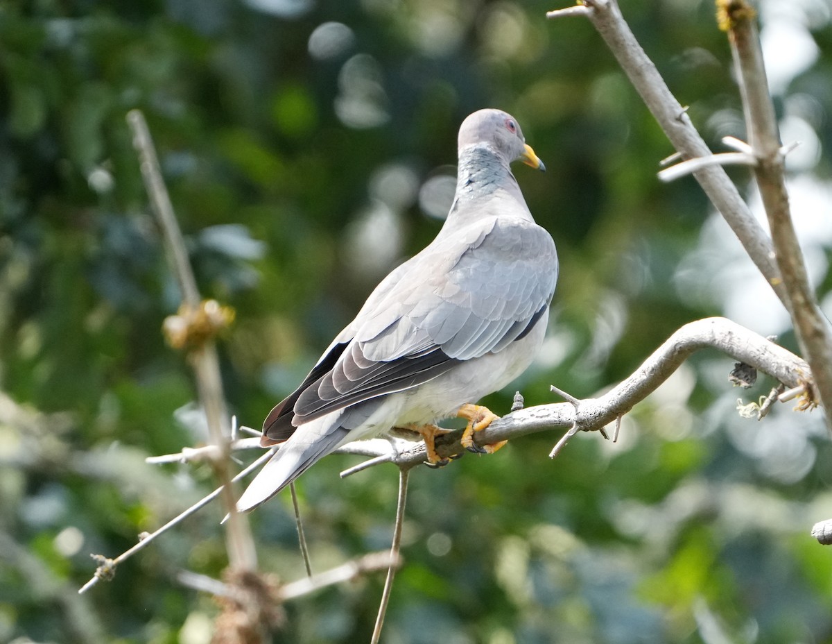 Band-tailed Pigeon - ML621723727