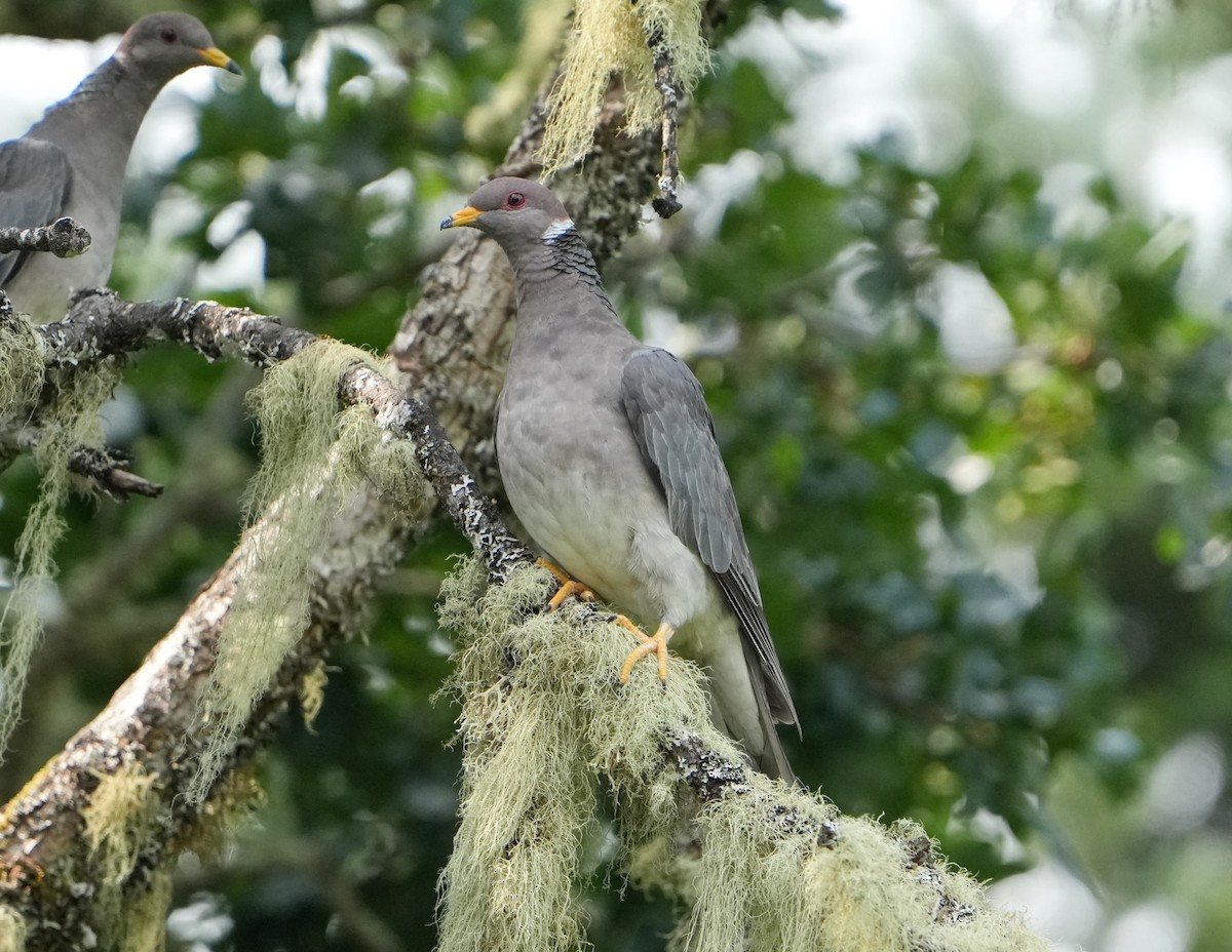 Band-tailed Pigeon - ML621723731