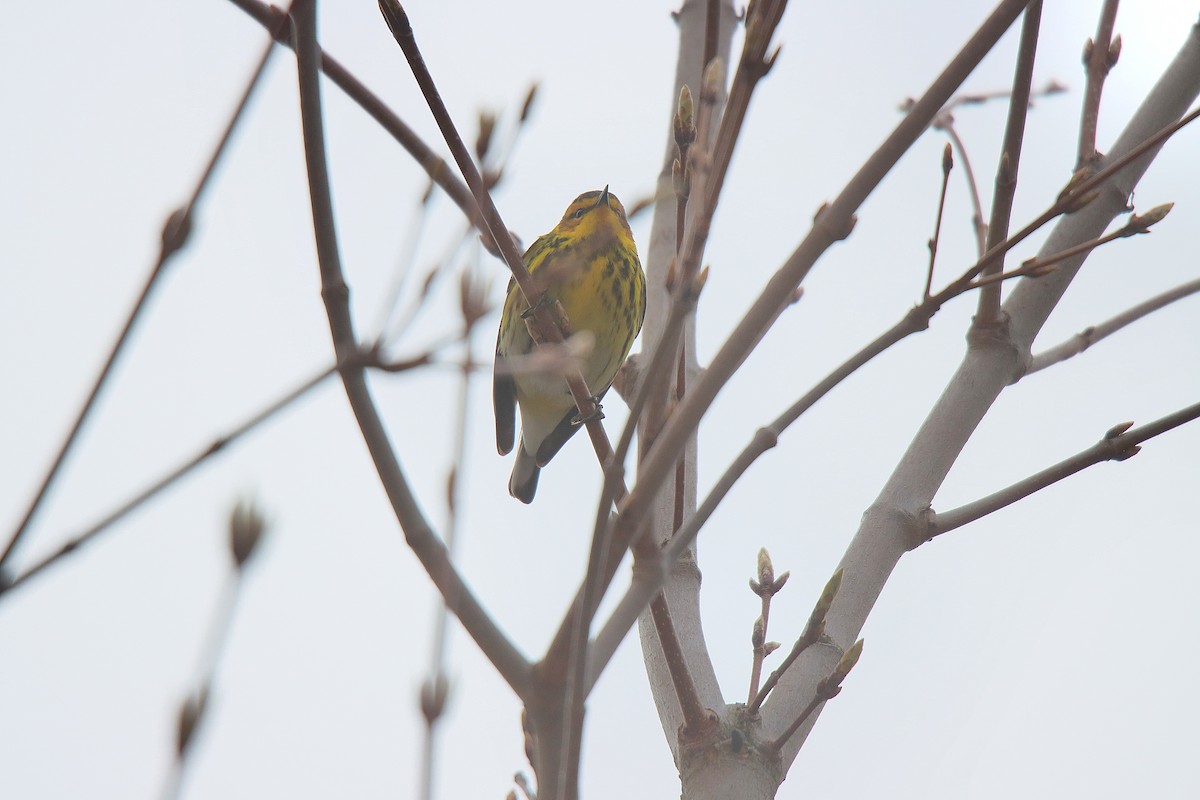 Cape May Warbler - ML621723762
