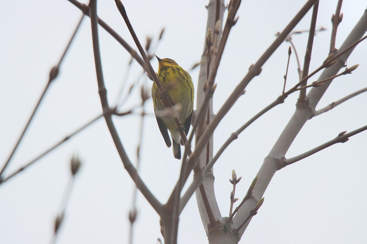 Cape May Warbler - ML621723764